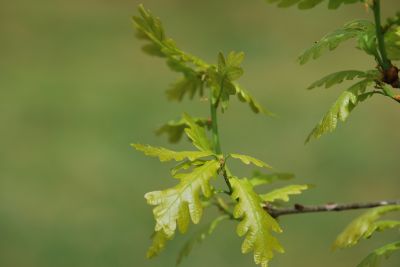 Quercus cerris 'Crimson Spire' - dub cer - jarní listy