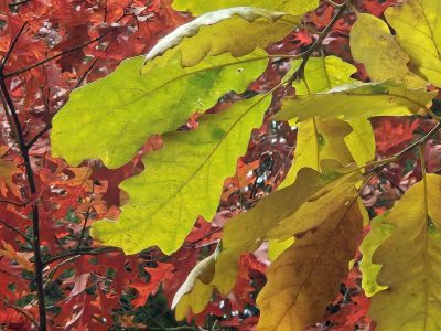 Quercus cerris - dub slovenský (cer) 