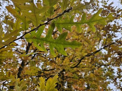Quercus cerris 'Laciniata' - dub cer