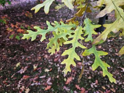 Quercus cerris 'Laciniata' - dub cer 