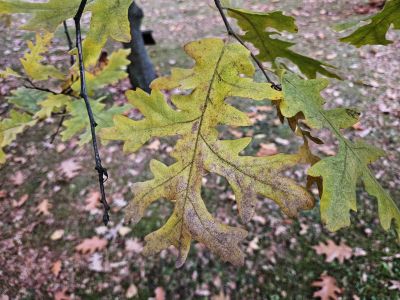 Quercus cerris 'Laciniata' - dub cer  
