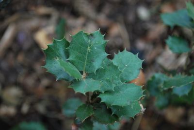 Quercus coccifera - dub kermesový