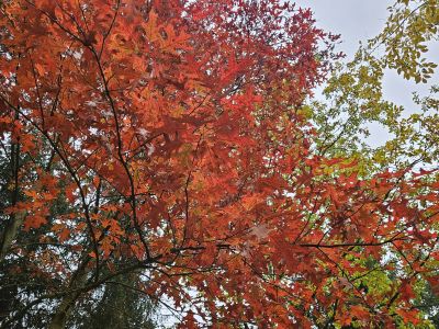 Quercus coccinea - dub šarlatový