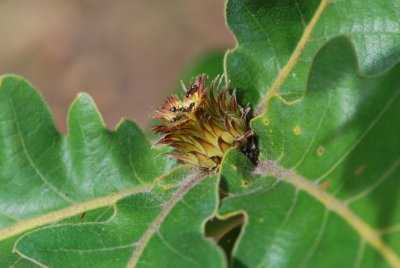 Quercus dentata 'Carl Ferris Miller' - dub zubatý 'Carl Ferris Miller' - květ