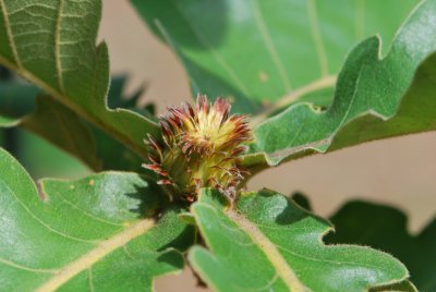 Quercus dentata 'Carl Ferris Miller' - dub zubatý 'Carl Ferris Miller' - květ detail