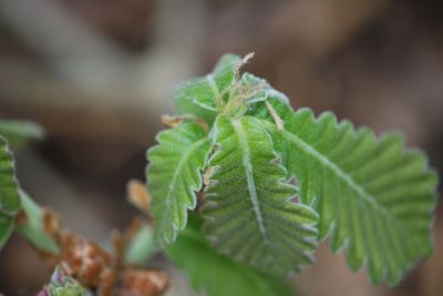 Quercus dentata 'Carl Ferris Miller' - dub zubatý - jarní listy