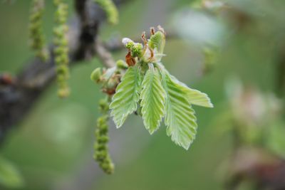 Quercus dentata - dub zubatý - jaro