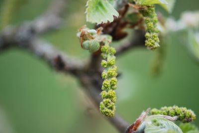 Quercus dentata - dub zubatý - jaro - květenství 