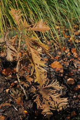 Quercus dentata 'Pinnatifida' - dub zubatý - podzimní habitus