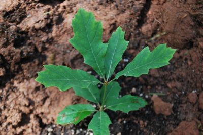 Quercus falcata dub srpovitý - semenáček 1 rok