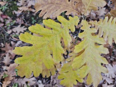 Quercus frainetto - dub uherský
