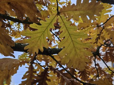 Quercus frainetto - dub uherský 