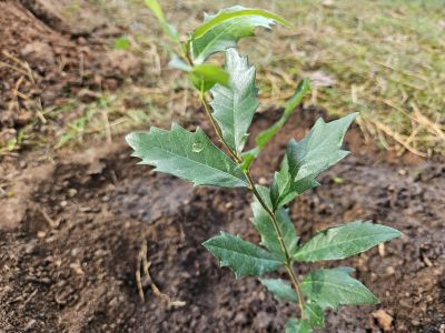 Quercus fusiformis - dub vřetenovitý