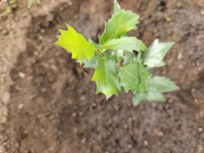 Quercus fusiformis - dub vřetenovitý 
