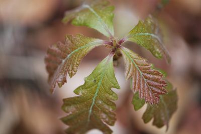 Quercus gambelii - dub Gambelův