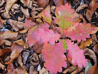 Quercus gambelii - dub Gambelův - podzim