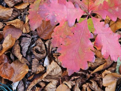 Quercus gambelii - dub Gambelův - podzim 