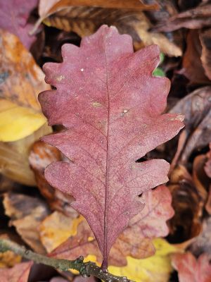 Quercus gambelii - dub Gambelův - podzim