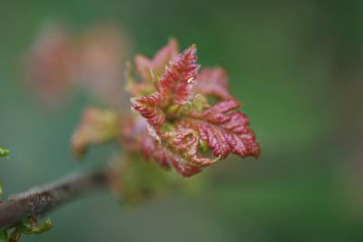 Quercus garryana - dub Garryův syn. dub Oregonský