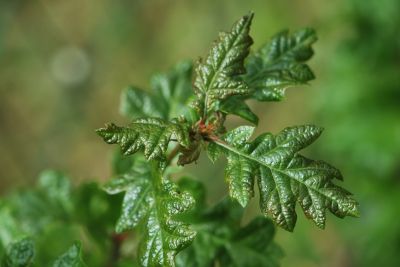 Quercus garryana - dub Garryův syn. dub Oregonský