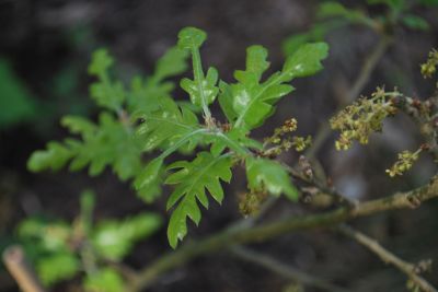 Quercus × hispanica 'Diversifolia' - dub španělský (dub cer × dub korkový)
