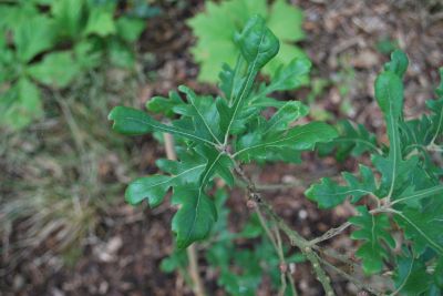 Quercus × hispanica 'Diversifolia' - dub španělský (dub cer × dub korkový) 
