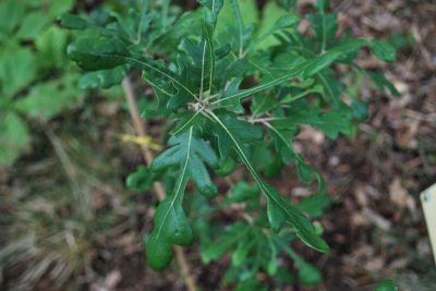 Quercus × hispanica 'Diversifolia' - dub španělský (dub cer × dub korkový)