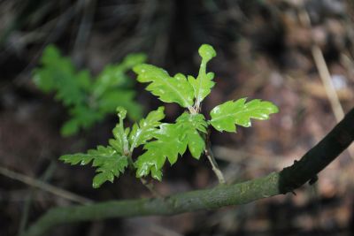 Quercus × hispanica 'Diversifolia' - dub španělský (dub cer × dub korkový) - jaro
