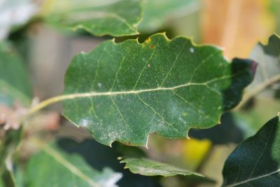 Quercus × hispanica 'Fulhamensis' - dub španělský (dub cer × dub korkový) - list po zimě