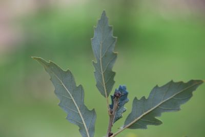 Quercus × hispanica 'Fulhamensis' - dub španělský (dub cer × dub korkový) - listy