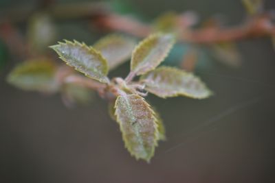 Quercus ilex - dub cesmínový - jarní listy