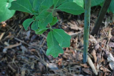 Quercus ilicifolia - dub cesmínolistý