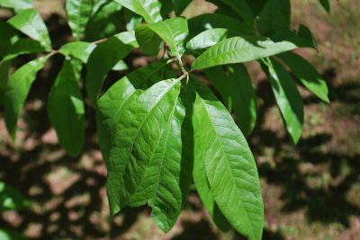 Quercus imbricaria - dub celokrajný