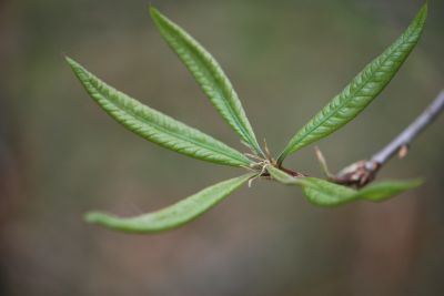 Quercus imbricaria - dub celokrajný - jaro