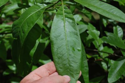 Quercus imbricaria - dub celokrajný - list