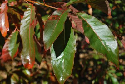 Quercus imbricaria - dub celokrajný - podzim