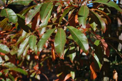 Quercus imbricaria - dub celokrajný - podzim 