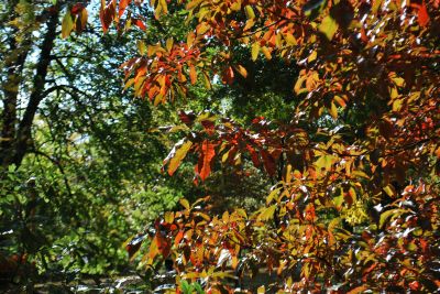 Quercus imbricaria - dub celokrajný - podzim  