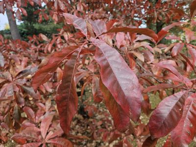 Quercus imbricaria - dub celokrajný - podzim 