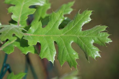 Quercus kelloggii - dub Kellogův
