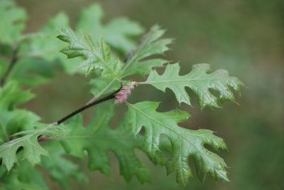 Quercus kelloggii - dub Kellogův - jaro
