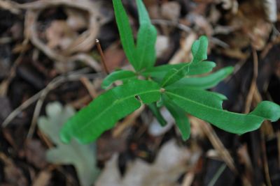 Quercus laurifolia - dub vavřínolistý