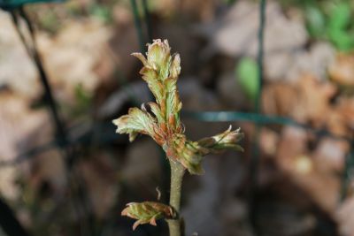Quercus libani - dub libanonský