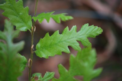 Quercus libani - dub libanonský - jaro