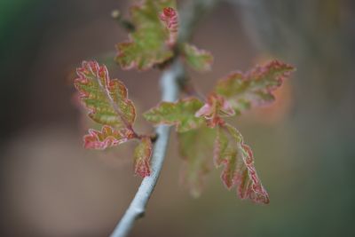Quercus lobata -dub lobata