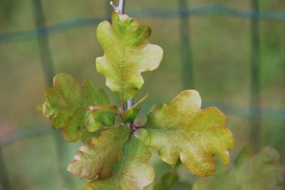 Quercus lobata - dub lobata