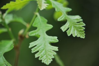 Quercus macrocarpa - dub velkoplodý