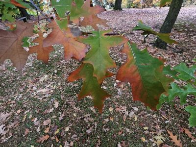 Quercus 'Mauri' - dub Maurův (dub červený × bahenní)
