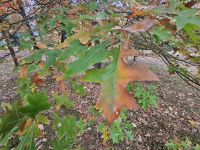 Quercus 'Mauri' - dub Maurův (dub červený × bahenní) 