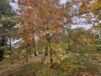 Quercus 'Mauri' - dub Maurův (dub červený × bahenní)   